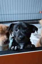 Jack russel pup Brindle teefje beschikbaar, 8 tot 15 weken, Korthaar, Dwerg, Parvo