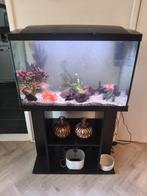 Aquarium met onderstelsel, Ophalen, Gevuld zoetwateraquarium