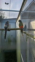 Kweekkoppel Veelkleuren grijsgroen van 2021, Dieren en Toebehoren, Vogels | Parkieten en Papegaaien, Meerdere dieren, Parkiet