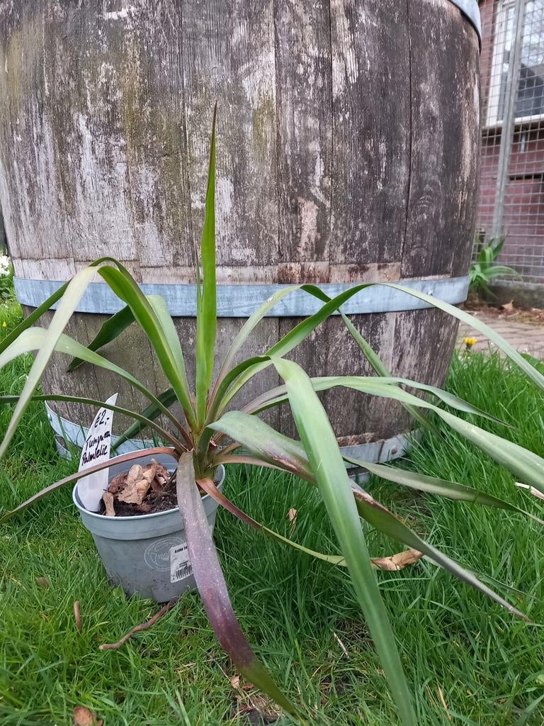 Tuinyucca, Sedum, , Munt etc, Overige soorten, Lente, Minder dan 100 cm, Ophalen