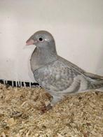 Te koop koppel kleurpostduiven., Meerdere dieren, Postduif