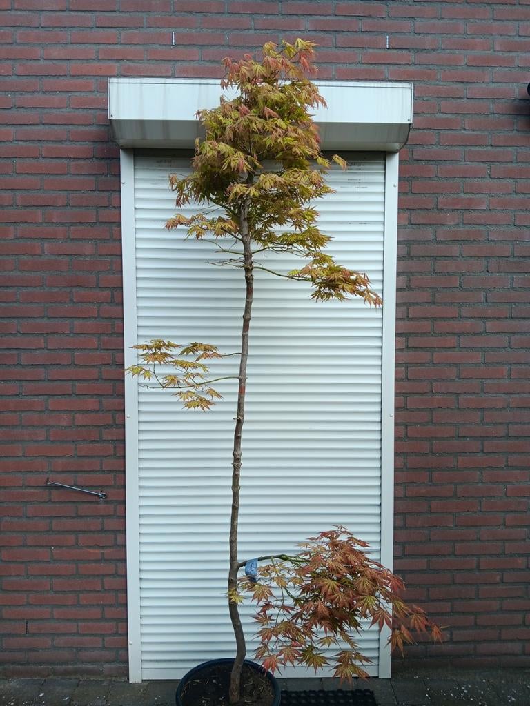 Japanse esdoorn Acer palmatum Will D, Tuin en Terras, Planten | Bomen, Ophalen, Bloeit niet, Halfschaduw, Overige soorten