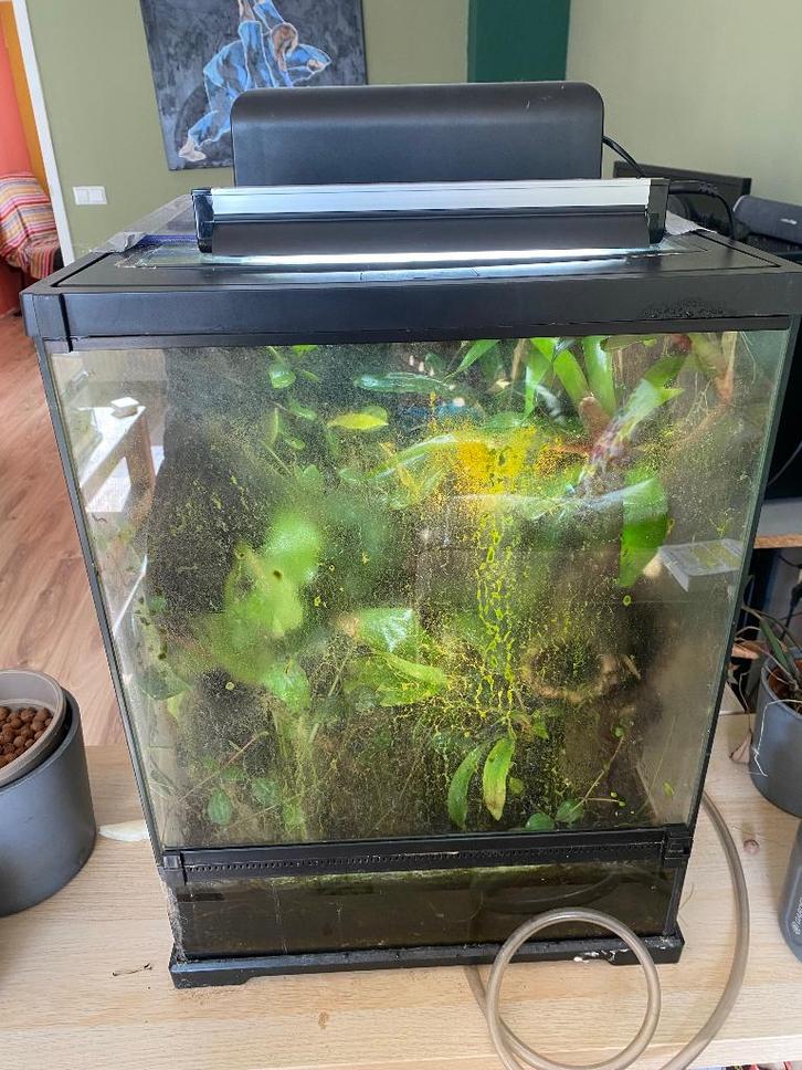 Terrarium 40x40x60cm inclusief Lepidodactylus lugubris, Dieren en Toebehoren, Reptielen en Amfibieën, Overige soorten, 0 tot 2 jaar