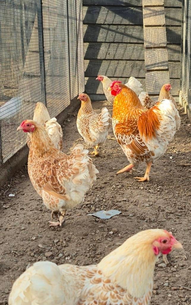 Uniek!25 wyandotte hennen en 6 hanen, Dieren en Toebehoren, Pluimvee, Meerdere dieren, Kip