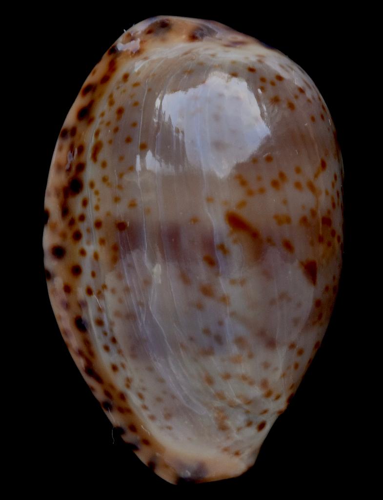 Schelpen: Cypraea declivis dennyorum 19.6mm,  Zeldzaam!, Ophalen of Verzenden, Schelp(en)