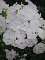 Phlox paniculata, Volle zon, Vaste plant, Zomer, Ophalen