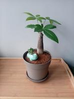 Kamerplant 30cm pachira en haworthia, Ophalen, Overige soorten, Halfschaduw, In pot