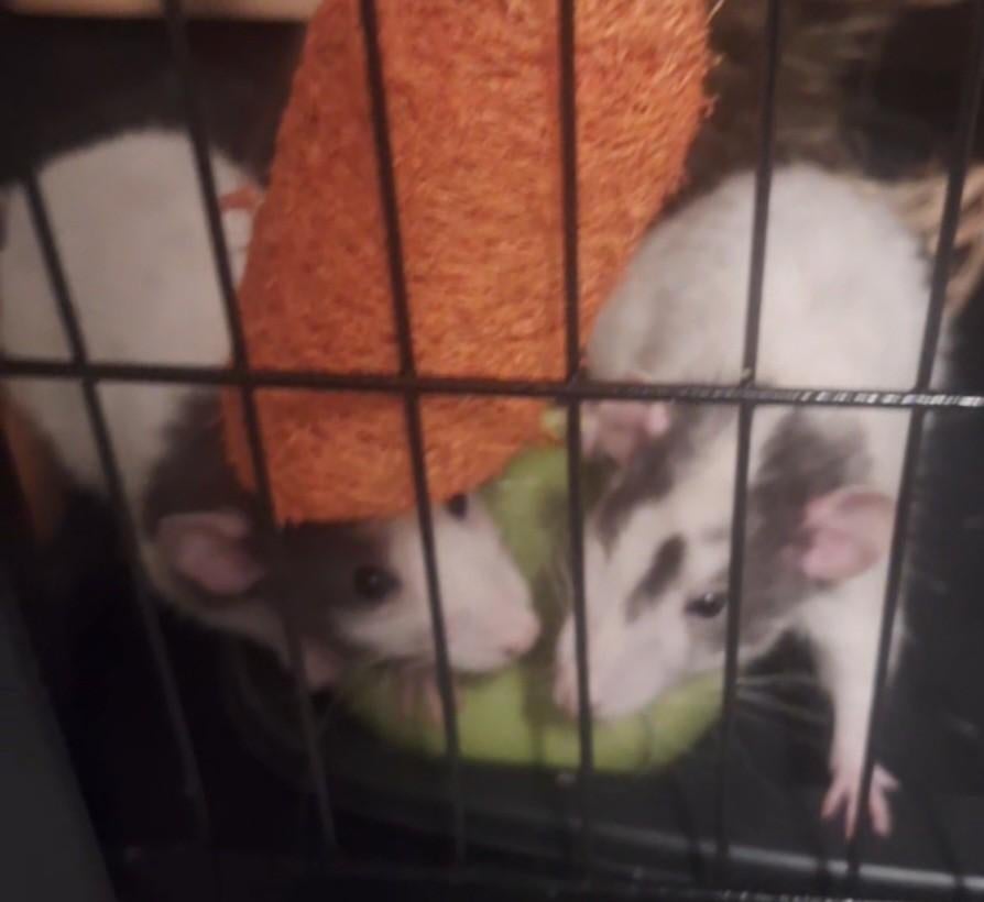 Te koop:2 lieve vrouwelijke ratten+ grote kooi en toebehoren, Dieren en Toebehoren, Knaagdieren en Konijnen | Hokken en Kooien