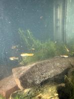 Vissen guppen guppy s 10 st. aquarium, Vis