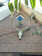 Groot gewei van hert, decoratief voor binnen of buiten, Ophalen, Gebruikt, Hert, Gewei of Kop