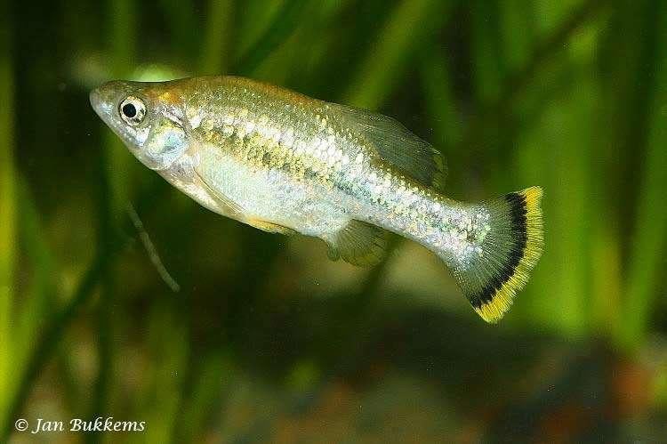 +/- 25 stuks grote tandkarpers  a splendens, Dieren en Toebehoren, Vissen | Aquariumvissen, Vis, Zoetwatervis