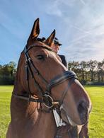 6 jarige merrie van Just Wimphof, Merrie, Dressuurpaard