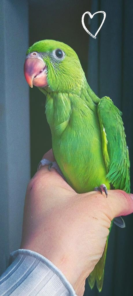 3 maanden super live tamme, Dieren en Toebehoren, Vogels | Parkieten en Papegaaien, Mannelijk, Parkiet