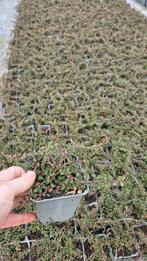 Cotoneaster Streibs Findling - dwergmispel - goedkoop, Tuin en Terras, Ophalen of Verzenden, Overige soorten, Halfschaduw