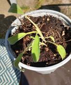 Salie🌿, Ophalen, Kruiden