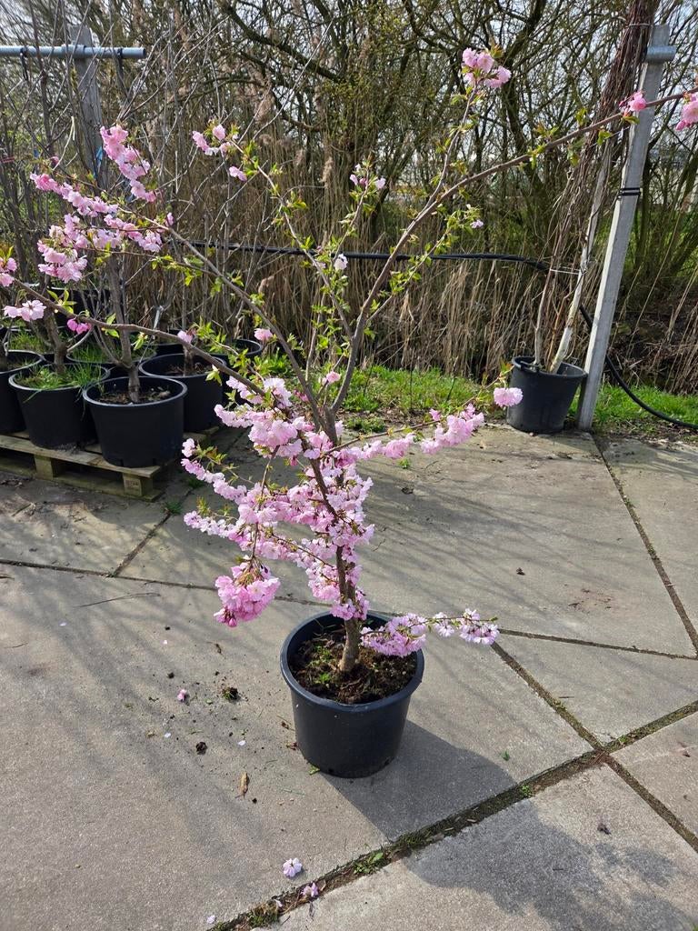 Sterkersen struiken te koop, Tuin en Terras, Planten | Tuinplanten, Ophalen, Overige soorten, Volle zon