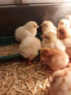 15 eendagskuikens (haantjes), Dieren en Toebehoren, Mannelijk, Kip