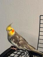 Valkparkiet, Dieren en Toebehoren, Mannelijk, Parkiet