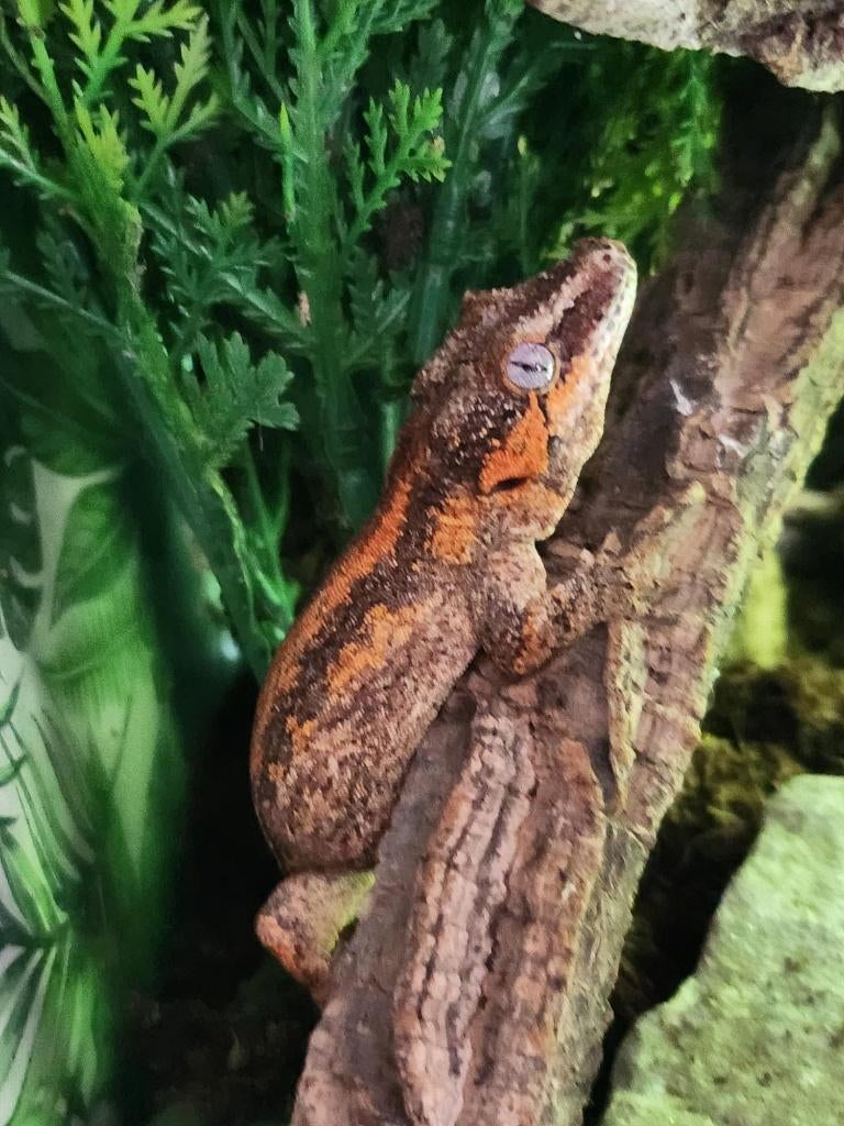 nakweek jonge div gargoyle gekko, Dieren en Toebehoren, Reptielen en Amfibieën, Hagedis, Tam, 0 tot 2 jaar