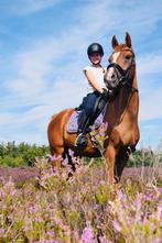Talentvolle 4-jarige D-pony ruin dressuur en springen, Dieren en Toebehoren, Pony's, Ruin, 3 tot 6 jaar