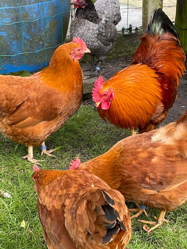 New hampshire kriel, Dieren en Toebehoren, Meerdere dieren, Kip