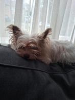 Kruising reu, Reu, Eén hond, Chihuahua, 3 tot 5 jaar