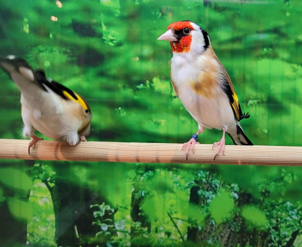 Majoor Putters mannen mooie grote, Dieren en Toebehoren, Vogels | Overige Vogels, Mannelijk, Wildzangvogel