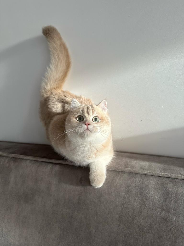 Brits korthaar dekkater, Dieren en Toebehoren, Katten en Kittens | Raskatten | Korthaar, Kater, Met stamboom, 0 tot 2 jaar