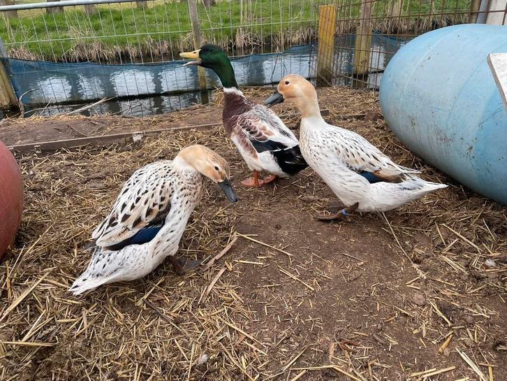 Broedeieren/kuikens Streicher eend, Dieren en Toebehoren, Pluimvee, Eend, Geslacht onbekend
