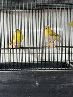 Te koop gevraagd alle soorten vogels, Dieren en Toebehoren, Vogels | Kanaries, Meerdere dieren, Kleurkanarie