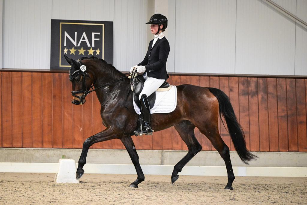 TK 4jarige knappe merrie!, Merrie, Dressuurpaard, 3 tot 6 jaar