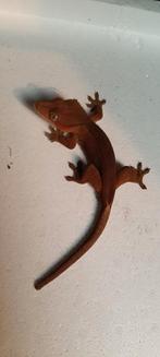 Wimpergekko 1.0, Dieren en Toebehoren, Overige soorten, 0 tot 2 jaar