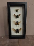 Mooie langwerpige zwarte lijst met vier opgezette kevers!, Verzamelen, Ophalen of Verzenden, Nieuw, Insect, Opgezet dier