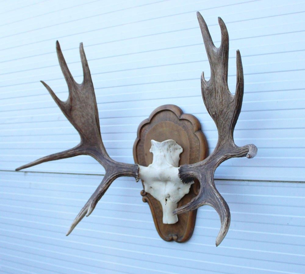 Groot decoratief ELAND GEWEI op houten schild - ref. K, Verzamelen, Ophalen, Gebruikt, Hert, Gewei of Kop