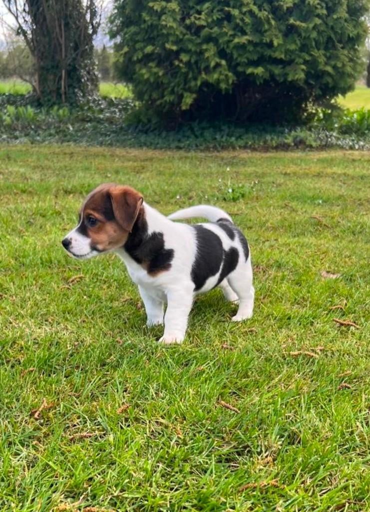Schitterende Jack Russell pups, Dieren en Toebehoren, Honden | Jack Russells en Terriërs, Jack Russell Terriër, 8 tot 15 weken