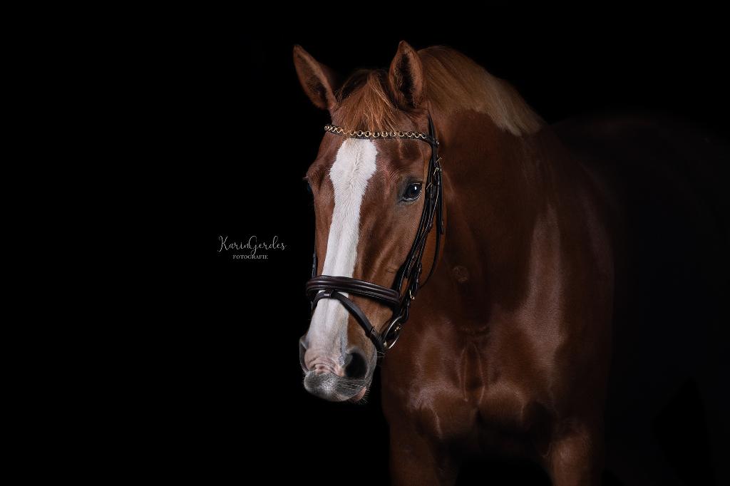 Lieve merrie H-Liberty (maatje, fokmerrie), Dieren en Toebehoren, Paarden, Merrie, Springpaard, Met stamboom, M