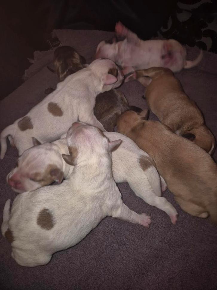 Engelse staffordshire pups, Dieren en Toebehoren, Honden | Jack Russells en Terriërs, Meerdere dieren, Overige rassen, Fokker | Hobbymatig