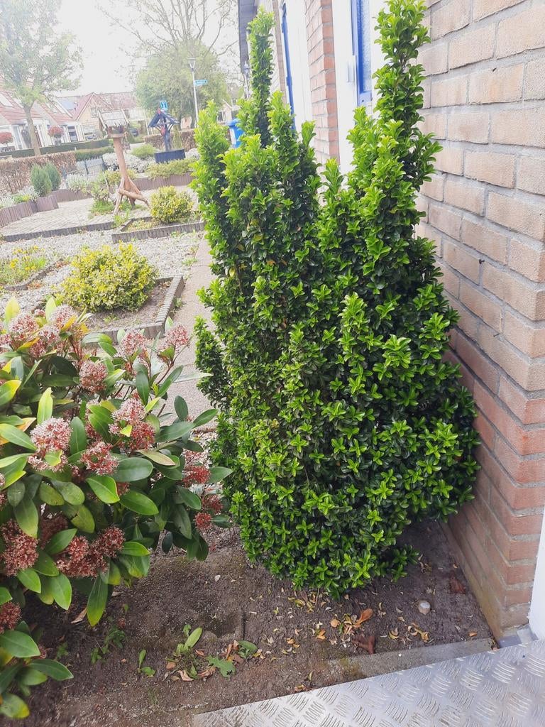 Mooie heesters en struiken, Ophalen of Verzenden, Overige soorten, Minder dan 100 cm