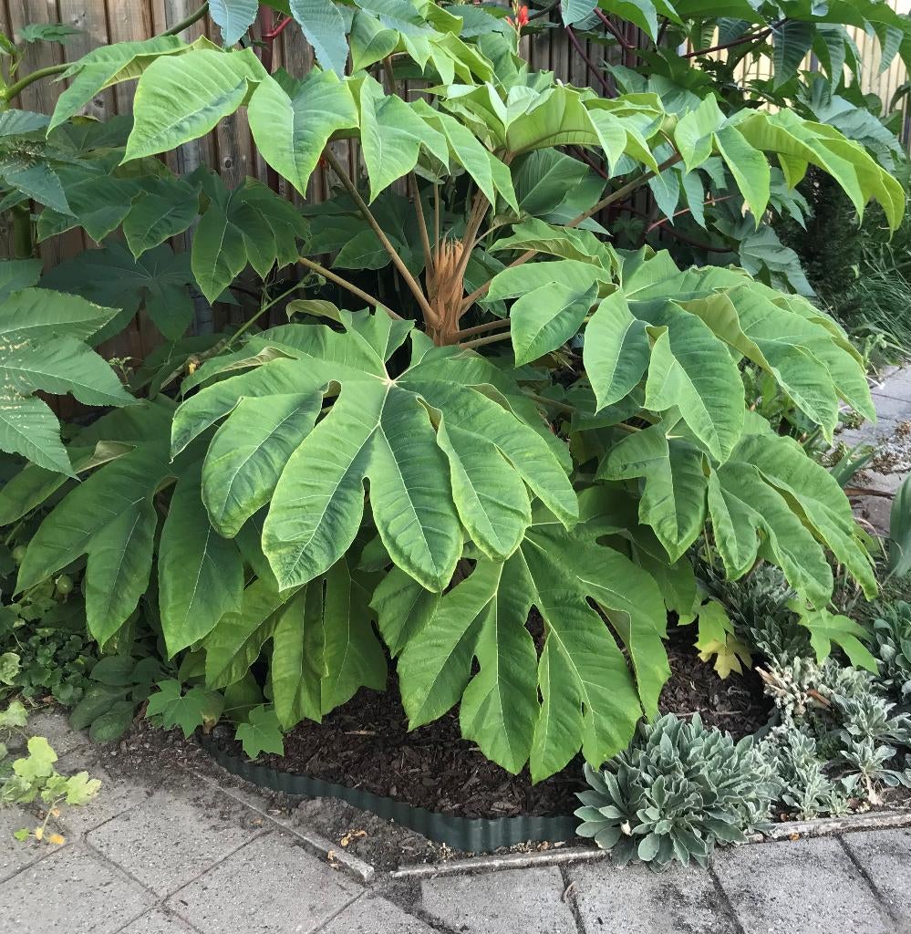 Tetrapanax steroidial giant rijspapierplant tropische plant, Tuin en Terras, Overige soorten, Volle zon, Vaste plant, Ophalen of Verzenden