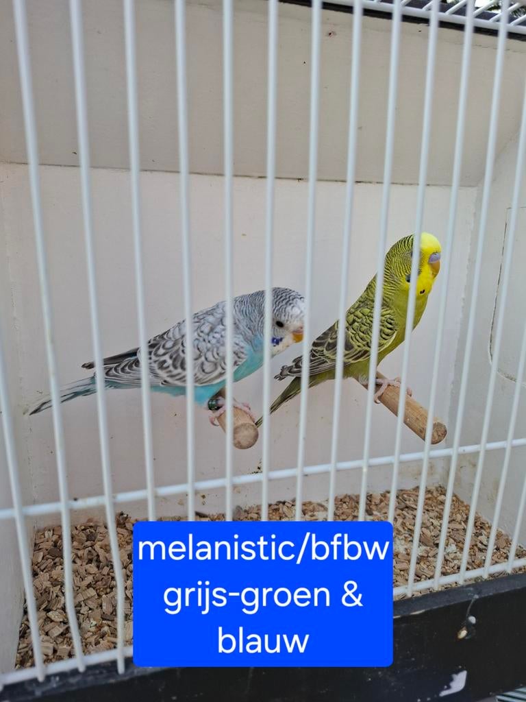 melanistic split blackface split blackwing, Dieren en Toebehoren, Vogels | Parkieten en Papegaaien, Meerdere dieren, Parkiet, Geringd