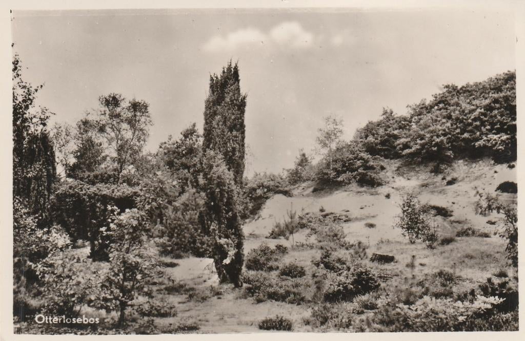 OTTERLO Otterlose Bos, Verzenden, 1940 tot 1960, Ongelopen, Gelderland