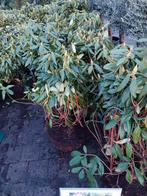 Rhododendron Roseum Elegans - Winterharde Rododendron, Ophalen, Overige soorten, Halfschaduw