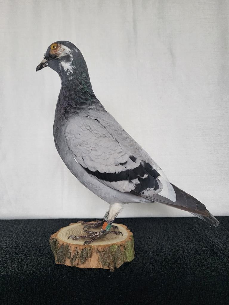 Een prachtige opgezette duif!Nr 6, Ophalen of Verzenden, Nieuw, Vogel, Opgezet dier