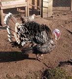 Kalkoen haan RUILEN, Ophalen