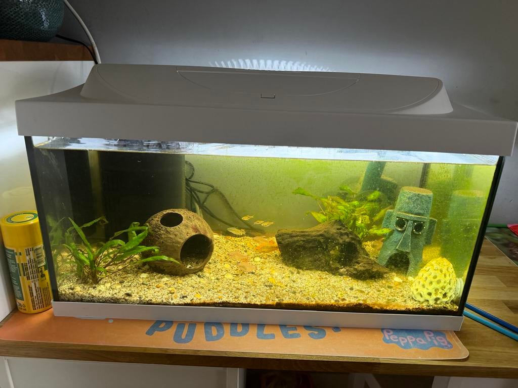 Aquarium complete met vissen en kikkertje, Dieren en Toebehoren, Ophalen of Verzenden, Gevuld zoetwateraquarium