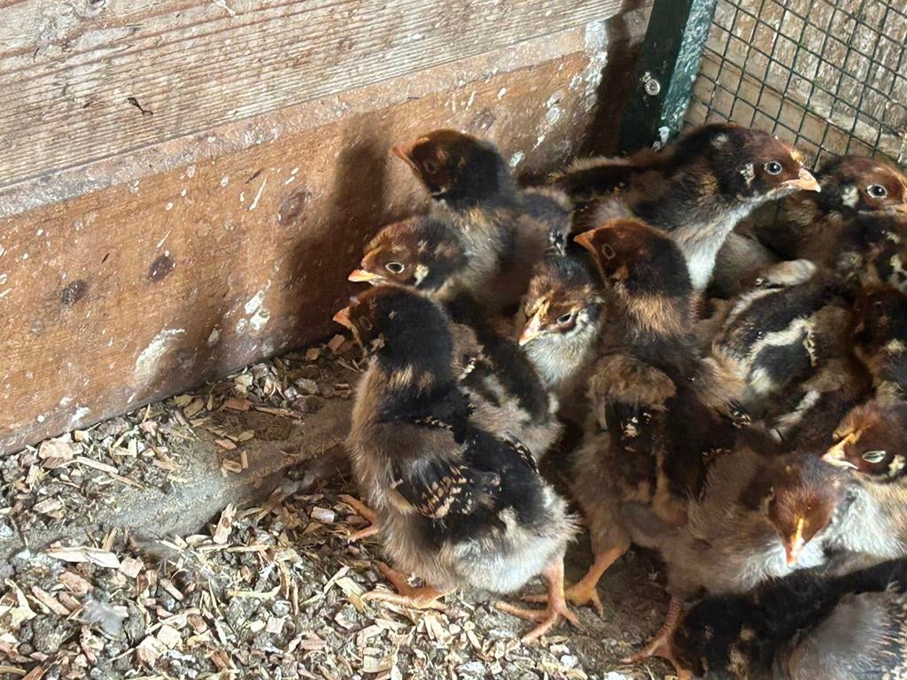 Barnevelder kuikens, Geslacht onbekend, Kip