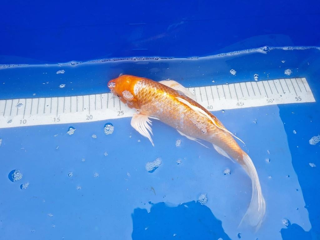 winterharde koi te koop € 55,00 ps, Karper of Koi