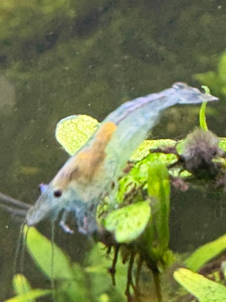 Neocaridina garnaaltjes €0,50, Kreeft, Krab of Garnaal