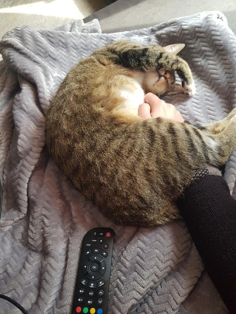 Volwassen poes gratis aangeboden, Poes