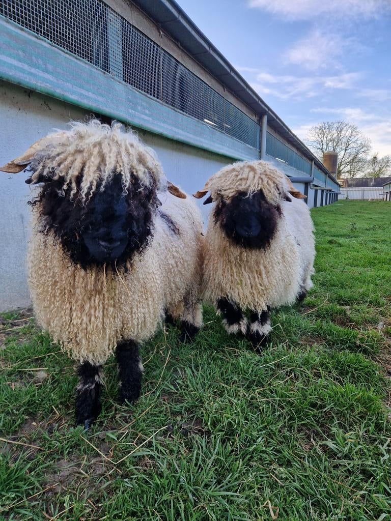 2 Walliser schwarznase rammetjes., Dieren en Toebehoren, Schapen, Geiten en Varkens, Mannelijk, Schaap